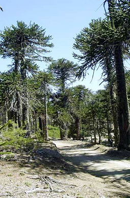 Araukarienwald in
                        Villa Pehuenia, Provinz Neuqun, Argentinien