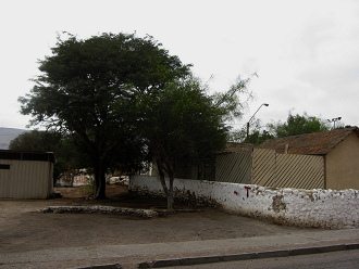Calle Hualles, muro con rbol