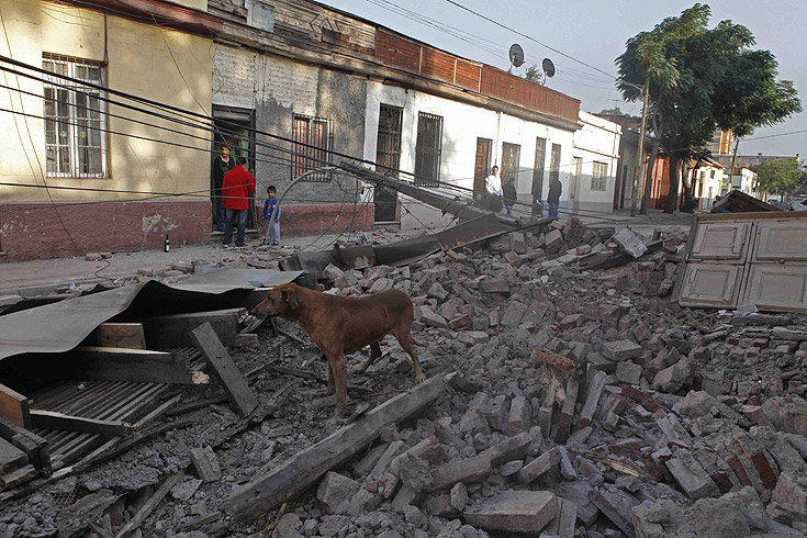 Santiago,
                  calle de escombros con perro, foto tomado despus del
                  terremoto del 27/2/2010 [17]