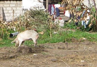 Schwein am Pflock, Nahaufnahme