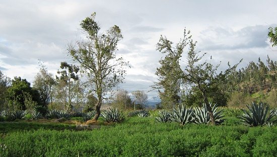 Feld mit Cabuya, mit Capuli-Kirschbaum
                          und mit einem Claudiabaum