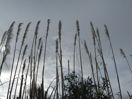 Grosses Chispa-Gras, Nahaufnahme