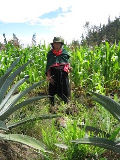 Eine Buerin bearbeitet ihr
                                  bewssertes Feld