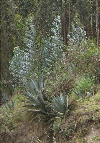 Cabuyas und junger Eukalyptus
                                    am Hang, Nahaufnahme