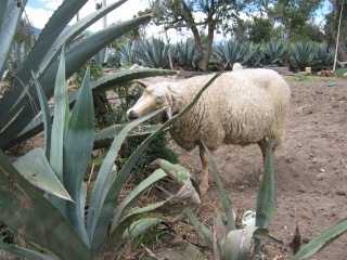 Ein Schaf kratzt sich an der Cabuya