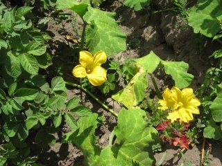 Gelbbltige Pflanze
                                    "Zambo" (ketschua: quito),
                                    Nahaufnahme