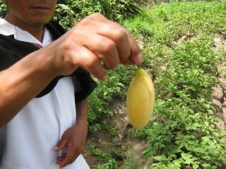 Jos zeigt eine gelbe Frucht des
                                  Taxo-Strauchs (Curuba)