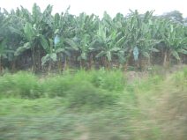 Panamericana en Ecuador del Sur entre
                          Huaquillas y Guayaquil, plantacin de bananas
                          (bananos, pltanos) (01)