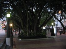 Guayaquil, Promenade 2000, Pflanzengruppe
                        mit Urwaldpflanzen
