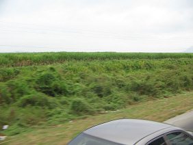 Plantacin de bananos (bananas, pltanos)
                          entre Pedro Montero y Puerto Inca (carretera
                          nacional no. 25)