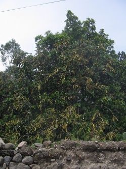 Jiron Raimondi, tree