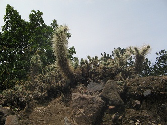 Jiron Raimondi, Kaktus 01
