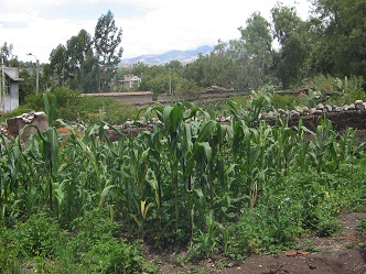 Corn in
                        the garden