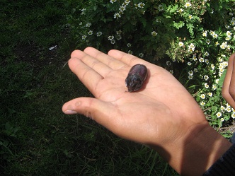 Un escarabajo en la mano