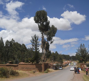 Cusco Sacsayhuamn 13, der Spaziergang zur "Zone X": Durchgangsstrasse mit Eukalyptusbaum, Panoramafoto
