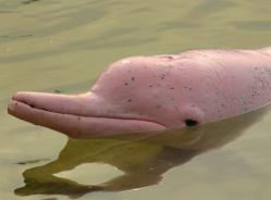 Delfin rosado del Amazonas en la Selva