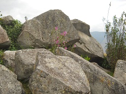 Der grosse Steinbruch von Machu Picchu: Blumen im Steinechaos 1