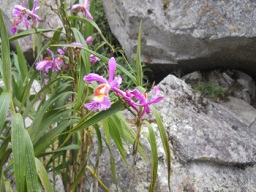 Der grosse Steinbruch von Machu Picchu: Die Blumen im Steinechaos, Nahaufnahme 1