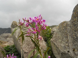 Der grosse Steinbruch von Machu Picchu: Die Blumen im Steinechaos, Nahaufnahme 2