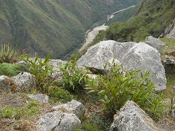 Der grosse Steinbruch von Machu Picchu: Strucher wachsen da
