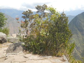 Abstieg von Huaynapicchu: Strauch