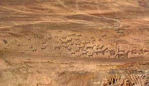 Lama-Geoglyphen bei Iquique (02), heute
                            Nord-Chile.