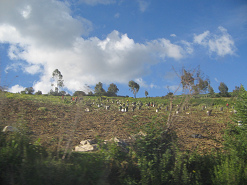 Erntearbeit auf einem
                                    Kartoffelfeld whrend des Abstiegs
                                    zwischen dem Soraccocha-Pass und
                                    Talavera