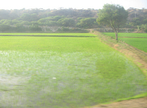 Panamericana in Nord-Peru zwischen Mancora
                    und Tumbes, Reisfelder