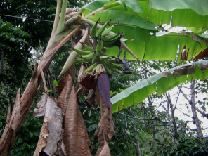 Una flor de pltano a un arbusto pltano
                          con frutas